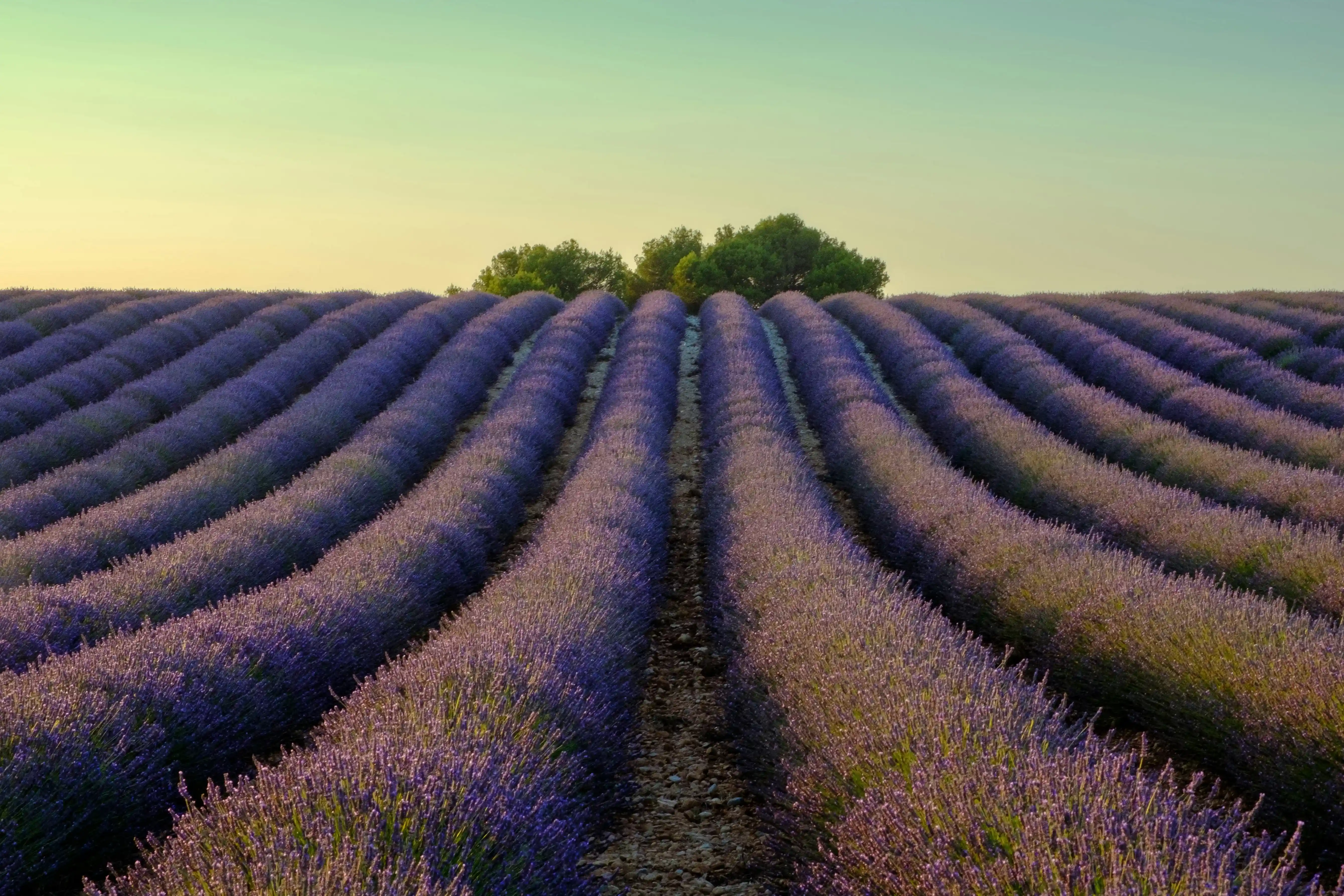 Rangs de lavande au coucher du soleil en Provence
